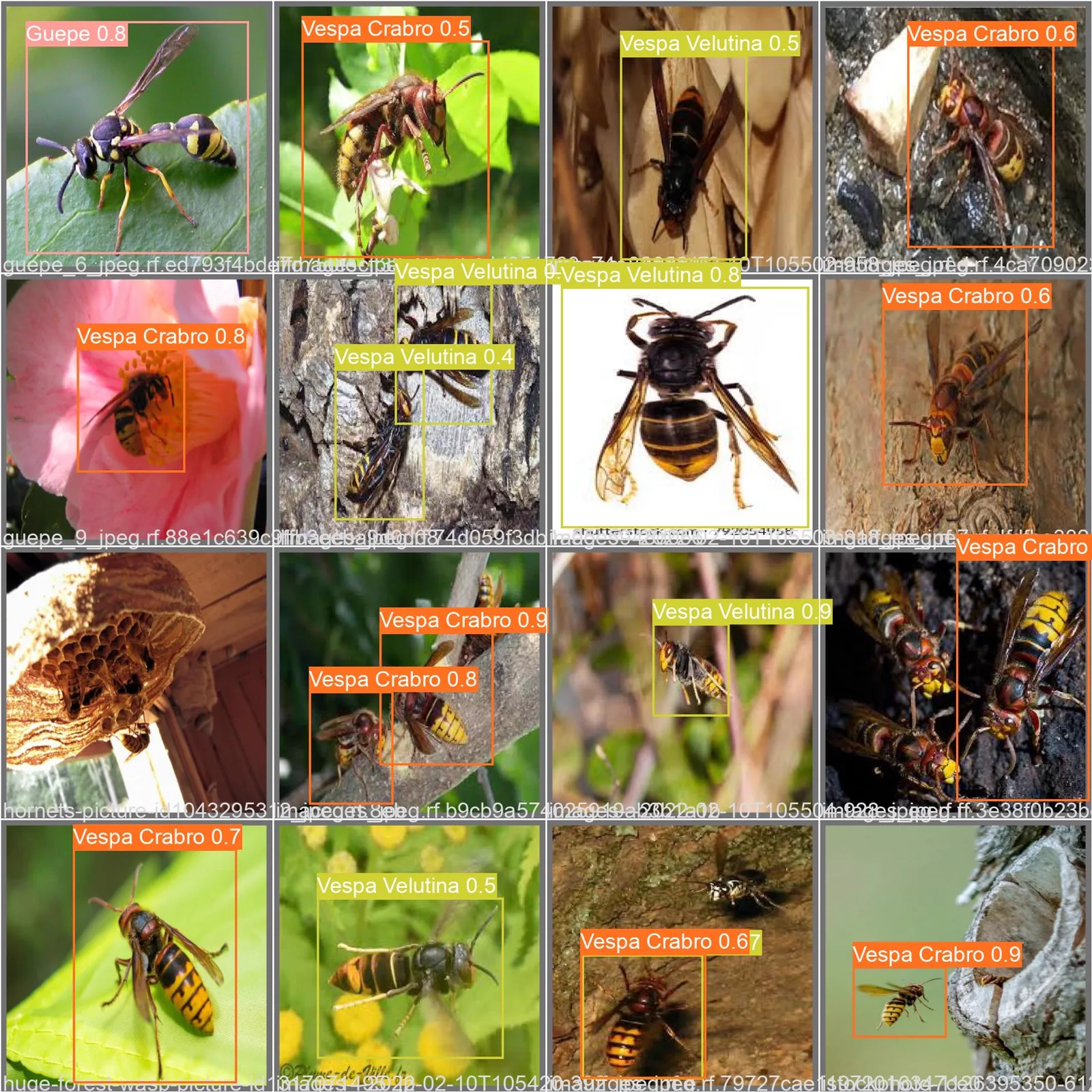 Prédictions du modèle sur un lot d’images d’hyménoptères